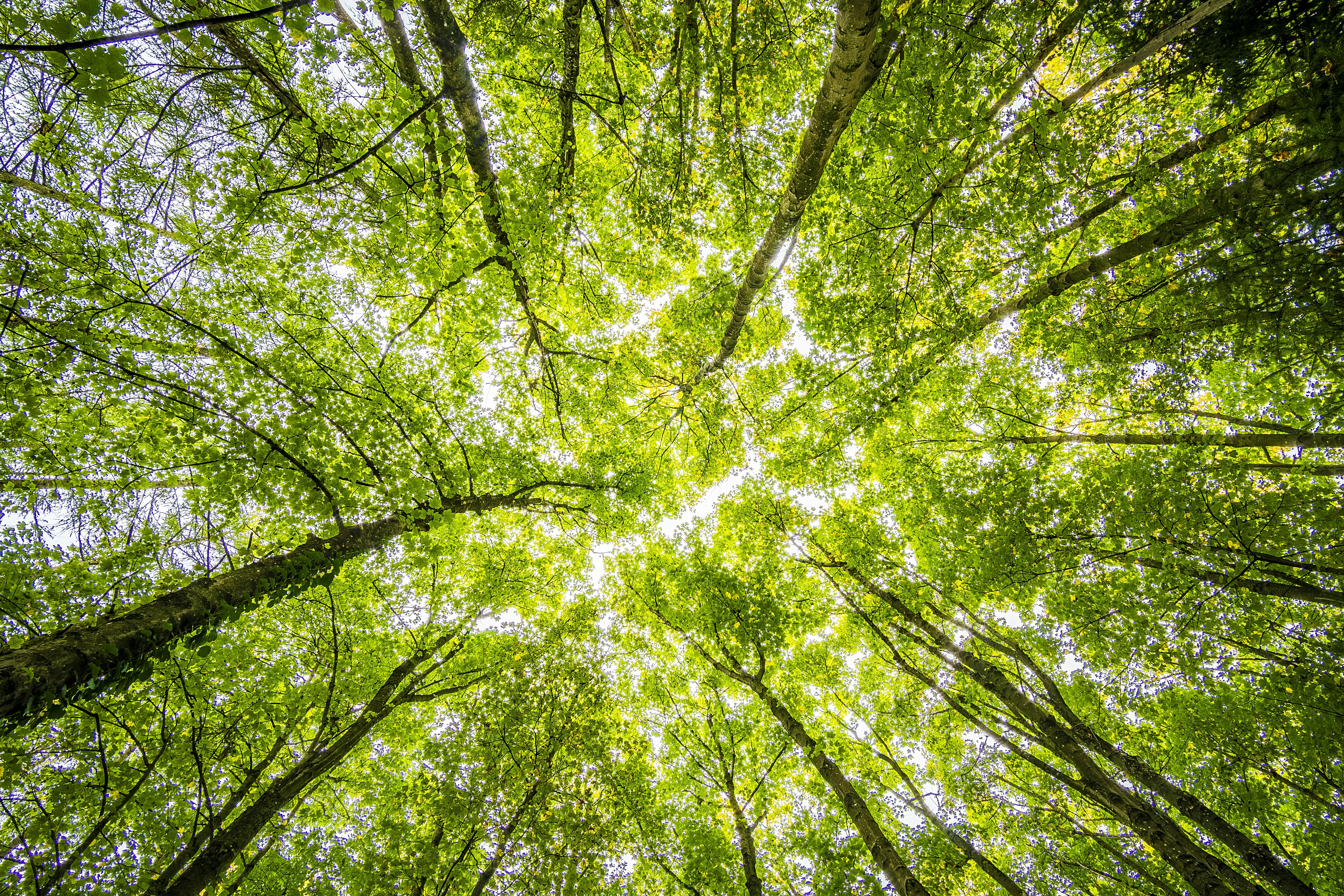 Meditazioni sonore dei 5 ELEMENTI in MTC - LEGNO